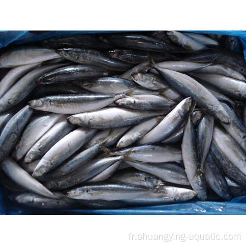 Prix ​​de poisson rond entier surgelé 10 kg / carton